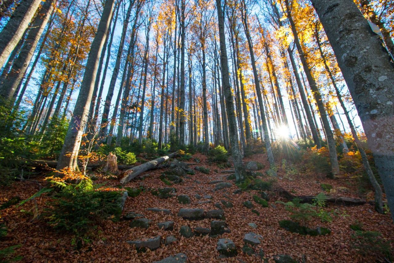 Pension Draxlerhof 뉴쇼나우 외부 사진